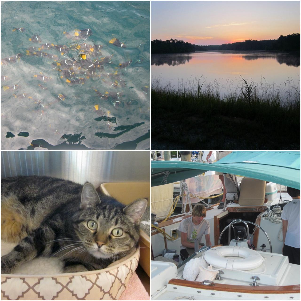 Geniune Pre-Owend Canon PowerShot Elph SD1300 IS Digital Camera πΈ Λ βγ» Baby Pink Bundle