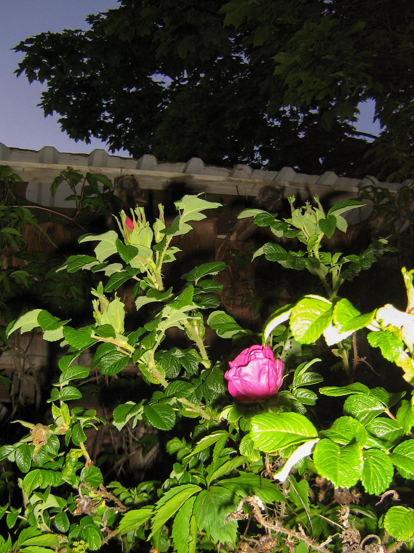 Geniune Canon Poweshot A410 Cute Y2k Aesthetic decorated digital camera, has flaw! READ DESCRIPTION PreOwned