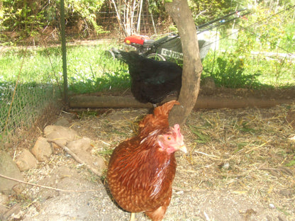 Geniune Fujifilm Finepix Z1 Cute y2k Aesthetic Decorated Digicam PreOwned