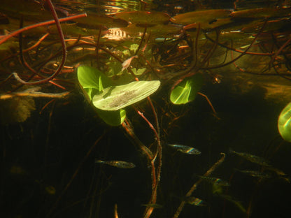 Geniune Cute y2k aesthetic digicam Nikon Coolpix AW 100 waterproof camera with beaded strap PreOwned