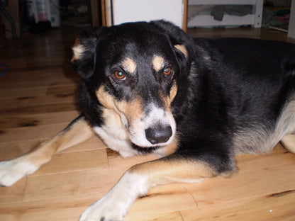 Geniune Cute Y2k Aesthetic Olymlus FE 20 hand decorated digital camera PreOwned