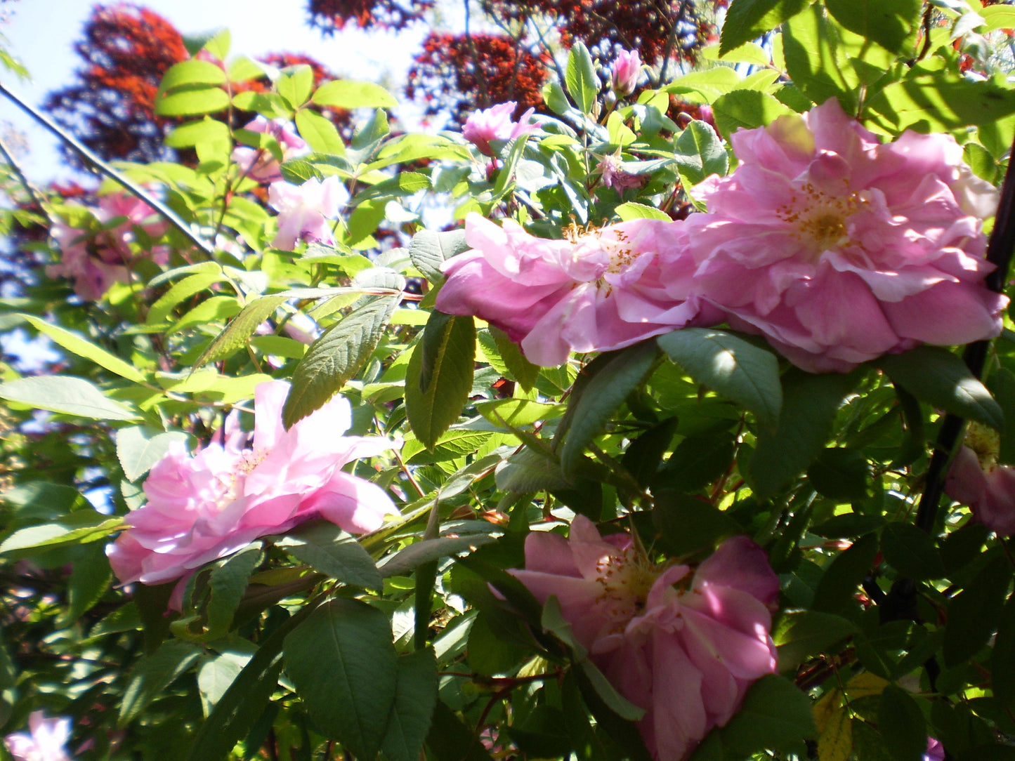 Geniune Cute Y2k Aesthetic Olymlus FE 20 hand decorated digital camera PreOwned