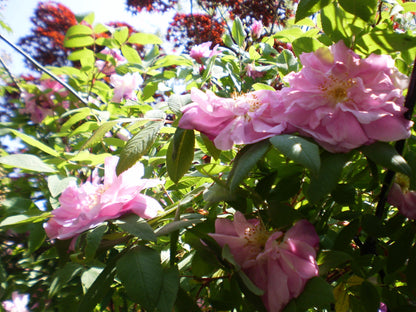 Geniune Cute Y2k Aesthetic Olymlus FE 20 hand decorated digital camera PreOwned