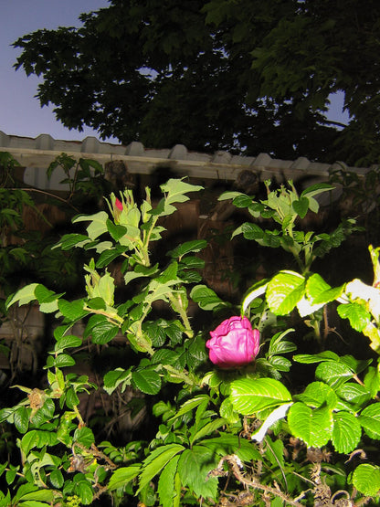 Geniune Canon Poweshot A410 Cute Y2k Aesthetic decorated digital camera, has flaw! READ DESCRIPTION PreOwned